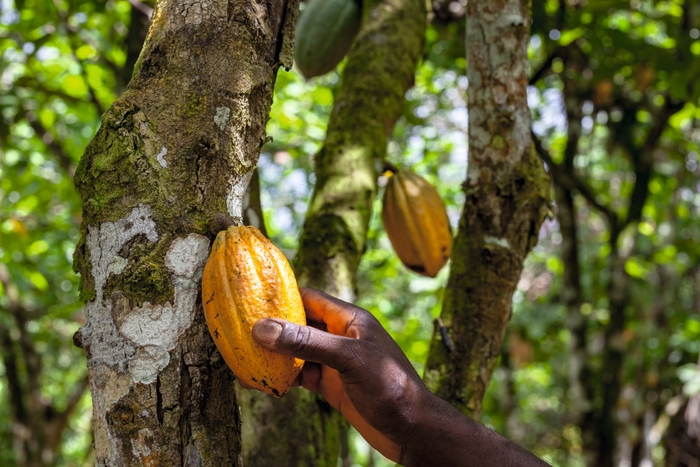 <カカオ・トレースの農園>