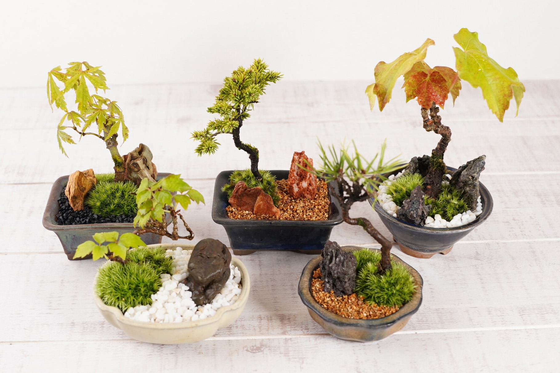 ミニ盆栽(イメージ)