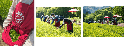 【お茶摘みの様子②】