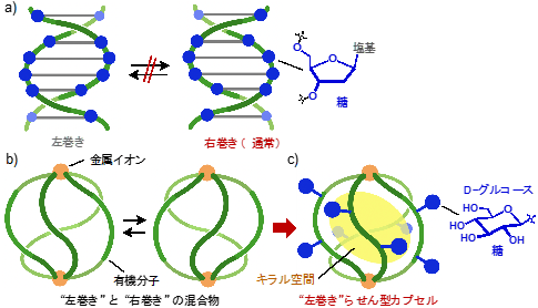 図1(a)DNA2重らせん(右巻き) (b)既報の人工らせん型カプセル(左/右巻きの混合物) (c)本研究の戦略:外面の単糖(D-グルコース)修飾による人工らせん型カプセル(左巻き)