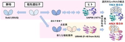 mRNAを核から細胞質へ輸送するバルクmRNA輸送体の構成因子を解明　がんの早期発見や予後の予測に役立つ可能性のある研究成果