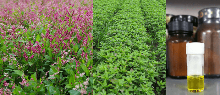 あおもり藍の葉(左・中央)、抽出された「あおもり藍葉エキス」(右)