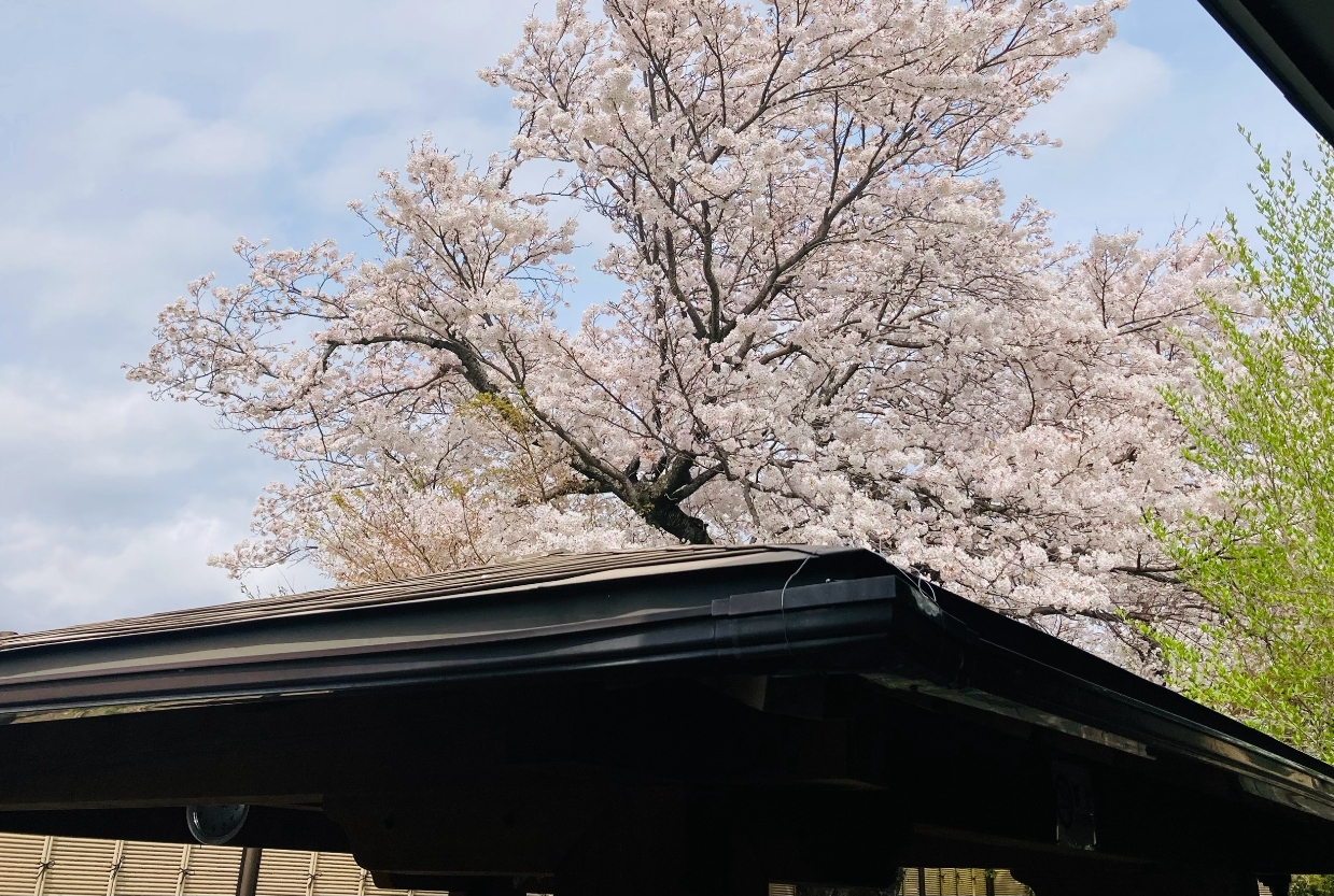 お風呂につかりながらお花見