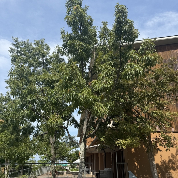 園内にはコナラなど日本の在来種を植栽(2025年8月撮影)