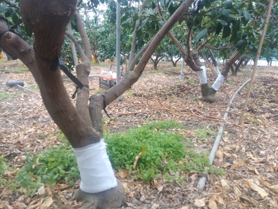 愛媛県みかん農園に設置