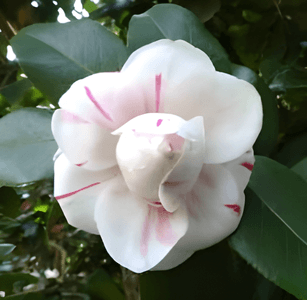 ツバキ‘神代桃錦’