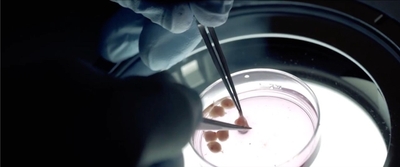 動物の胚から細胞組織を採取している様子