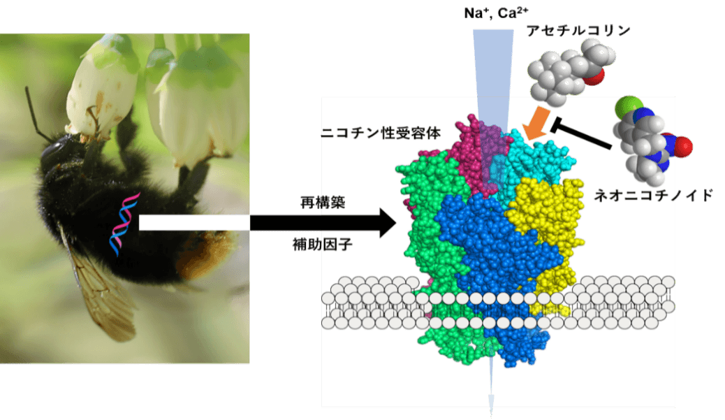 ネオニコチノイド系殺虫剤に対するハナバチ類の感受性を解明　環境に優しい農薬や昆虫制御材の開発に期待