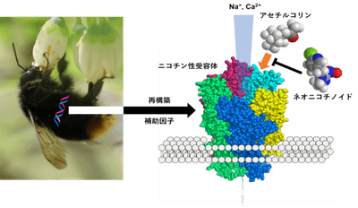 ハナバチ類のニコチン性受容体が極めて高いネオニコチノイド感受性を示すことを発見