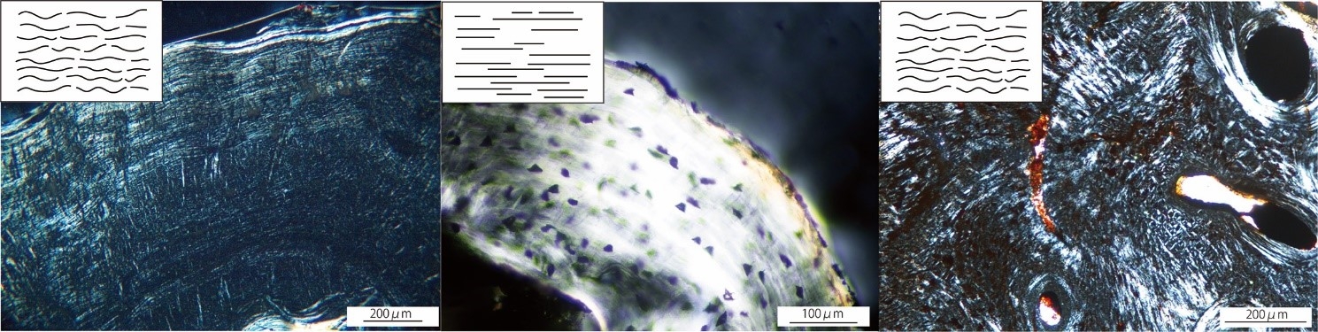 図3: オオサンショウウオと他の動物との骨組織の比較 (左:オオサンショウウオ、中央:現生両生類ファイアサラマンダー、右:絶滅両生類メトポサウルス)