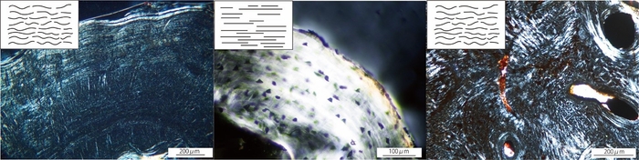 図3: オオサンショウウオと他の動物との骨組織の比較 (左:オオサンショウウオ、中央:現生両生類ファイアサラマンダー、右:絶滅両生類メトポサウルス)