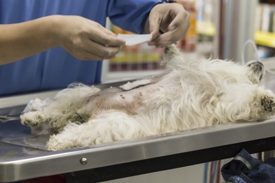 I5CBS4w8lH0pXrU18Q3j.jpeg?w=940&h=940