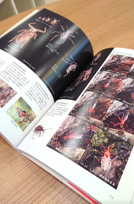 全ページオールカラー