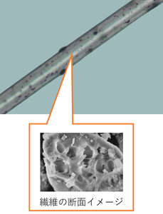 繊維の断面イメージ