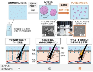 ナノ化ミノキシジルによる早い発毛効果とそのメカニズムを解明