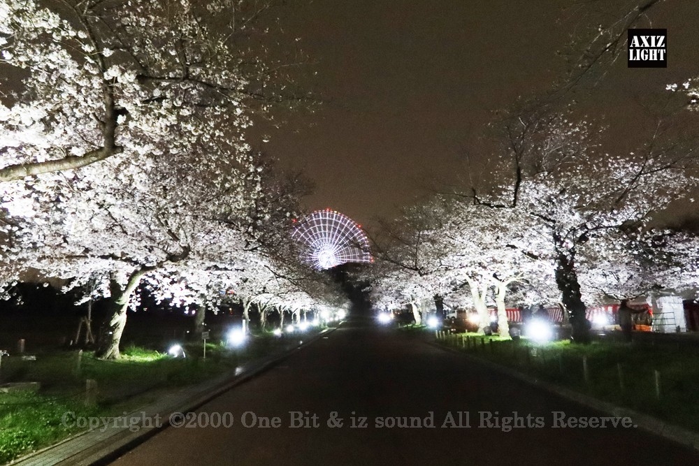 月夜桜 夜桜 春の季節は夜に散歩したくなっちゃう。 My Lightroom preset