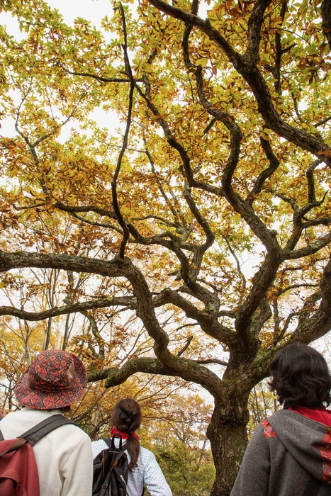 赤城白樺牧場秘密の絶景ツアー(4)