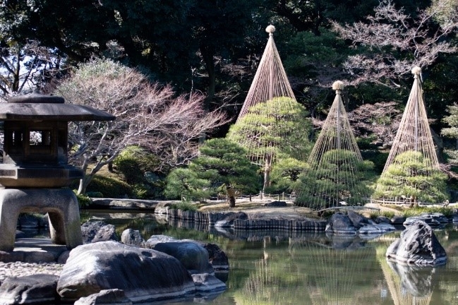 日本庭園の冬の風物詩・雪吊り(過去の様子)