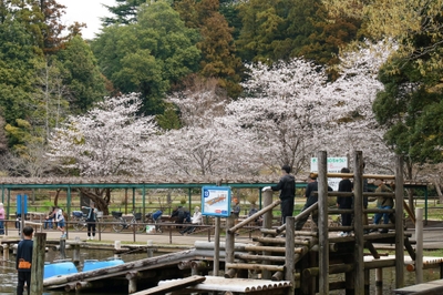 園内は5～7分咲きとなっております