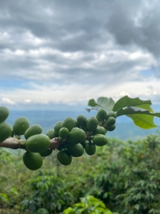 ILy98hWeNgJ3gAdqz2ve.jpg?w=940&h=940