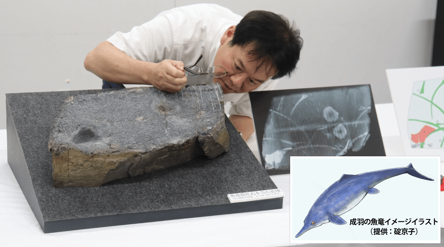 魚竜化石をじっくりと観察する加藤教授=高梁市役所で