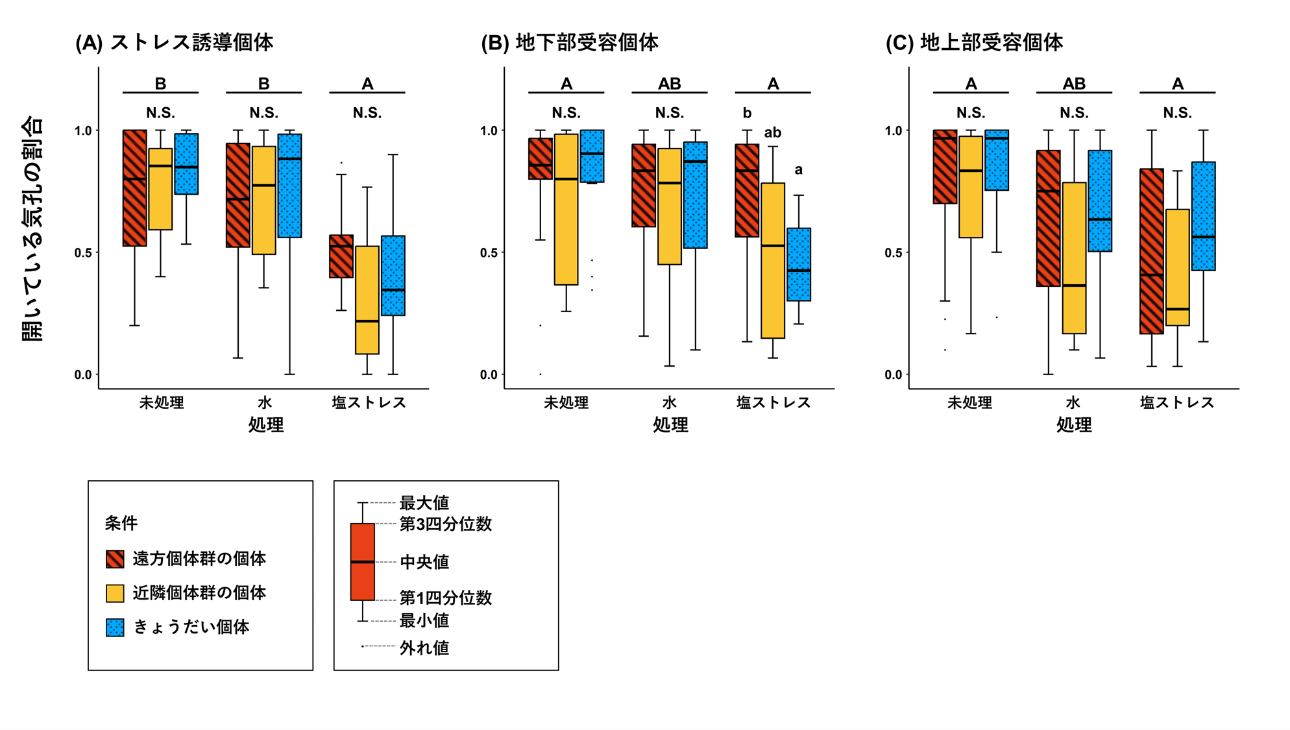 図3.実験条件毎の開いている気孔の割合。アルファベット大文字の違いは、ストレス処理間の統計的な差異を、小文字の違いはストレス処理内の遺伝的条件間での統計的な差異を示す(P<0.05)。N.S.は統計的な差異がないことを示す。