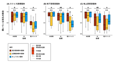 図３．実験条件毎の開いている気孔の割合。アルファベット大文字の違いは、ストレス処理間の統計的な差異を、小文字の違いはストレス処理内の遺伝的条件間での統計的な差異を示す（P＜0.05）。N.S.は統計的な差異がないことを示す。