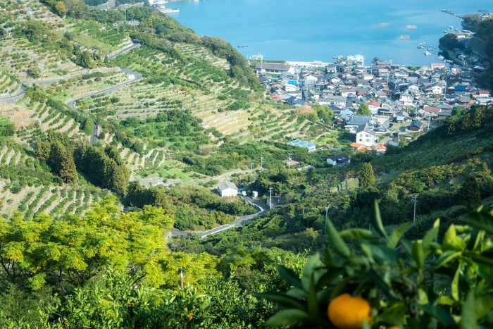 宇和海を望む段々畑で、愛媛ならではのかんきつを育む