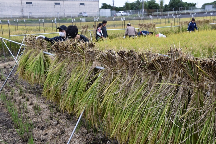 はさがけをする学生