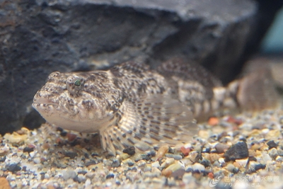 エゾハナカジカ