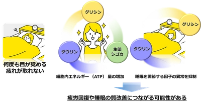 タウリンやグリシン、生薬シゴカの成分に 疲労回復や睡眠の質改善につながる作用を発見！
