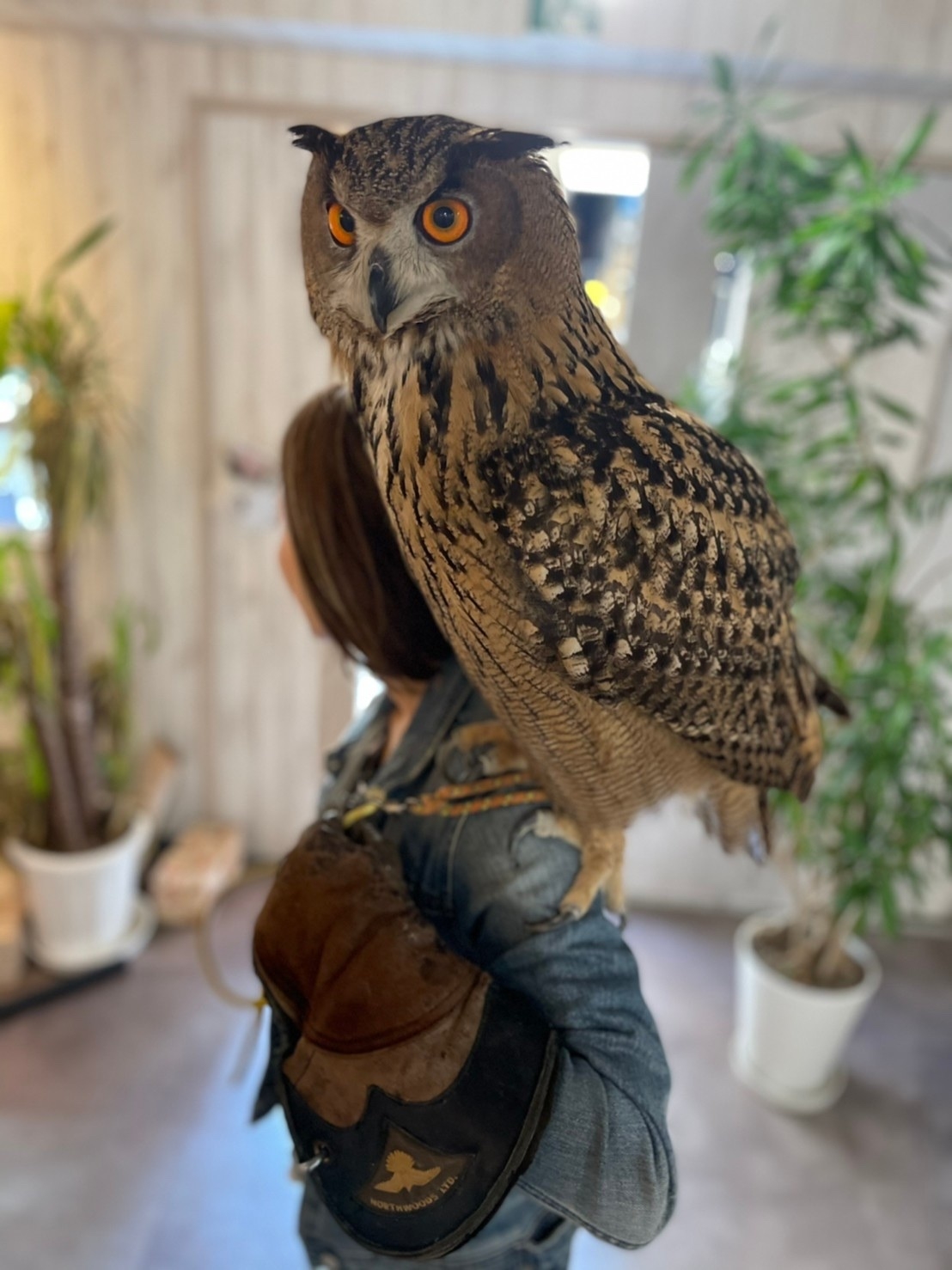 73331セール現品限　外国切手　ポーランド発行猛禽類6種揃フクロウ 73331セール現品限 外国切手 ポーランド発行猛禽類6種揃フクロウ 73331