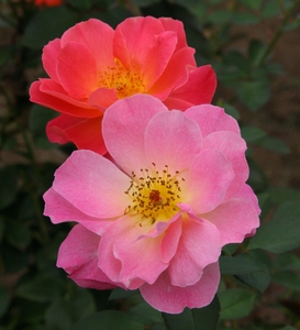 IdkPc0cbTvXnwAiCfbiX.jpg?w=940&h=940