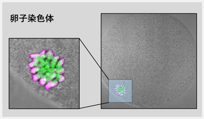 Ifo3d03mIjFz4E0ZA1cI.jpg?w=940&h=940