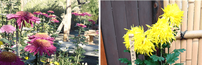 左：丁子菊（三山）（昨年の様子）　右：江戸菊（御園の秋）（昨年の様子）