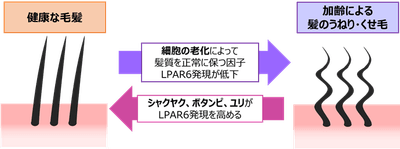 図4．LPAR6と毛髪のうねりの関係、および抽出エキスによる毛髪への作用イメージ