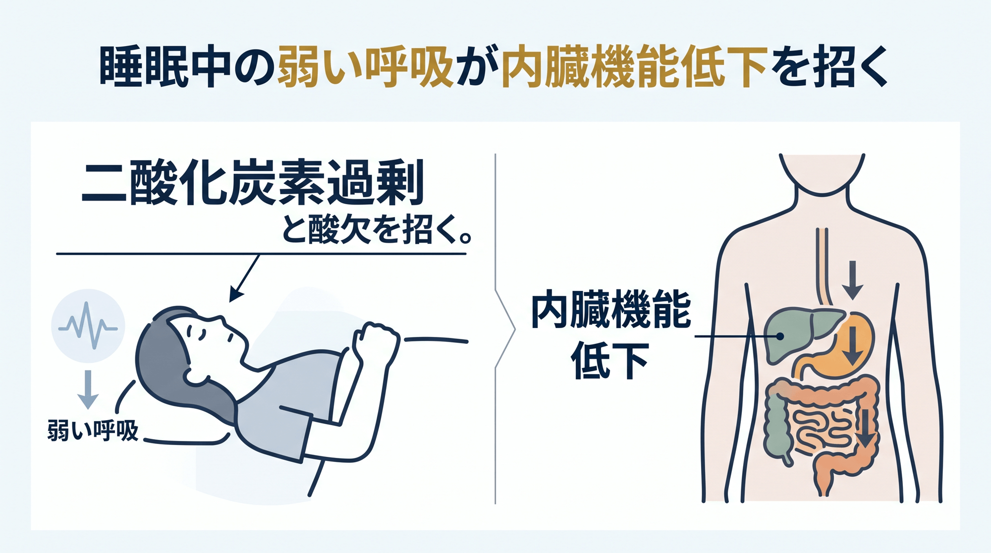 眠りづらさの正体──シリーズ第5回　浅い呼吸で増えたCO₂が細胞の環境を乱し、内臓機能をさらに低下させる