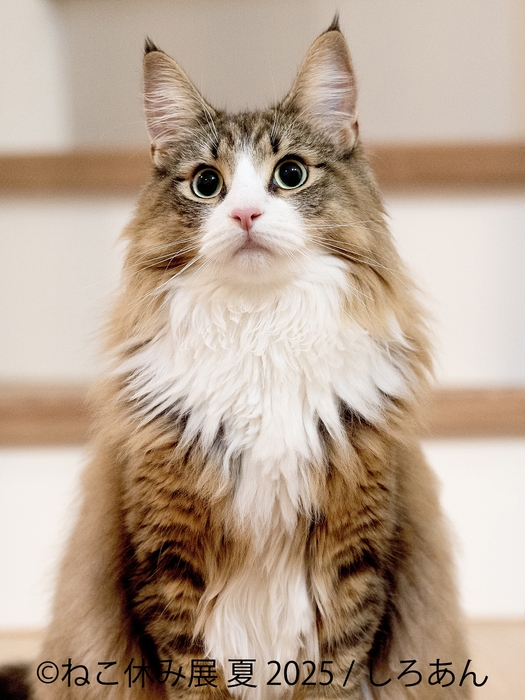 ねこ休み展 展示作品:しろあん