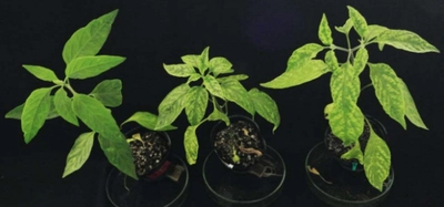 世界初！トウガラシのベゴモウイルス抵抗性遺伝子を特定　世界中で問題となっている農作物のウイルス病被害低減に繋がる成果