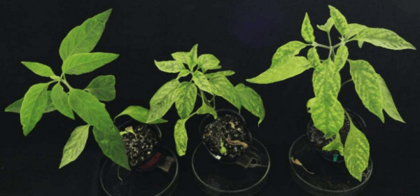 ベゴモウイルスに感染した3個体(抵抗性トウガラシは感染しても発病が認められない) ベゴモウイルス抵抗性トウガラシ(左)、従来のトウガラシ(中央)、抵抗性と従来の交雑第一世代(右)