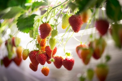 IsydyaMlFan9AiyVmAso.jpg?w=940&h=940