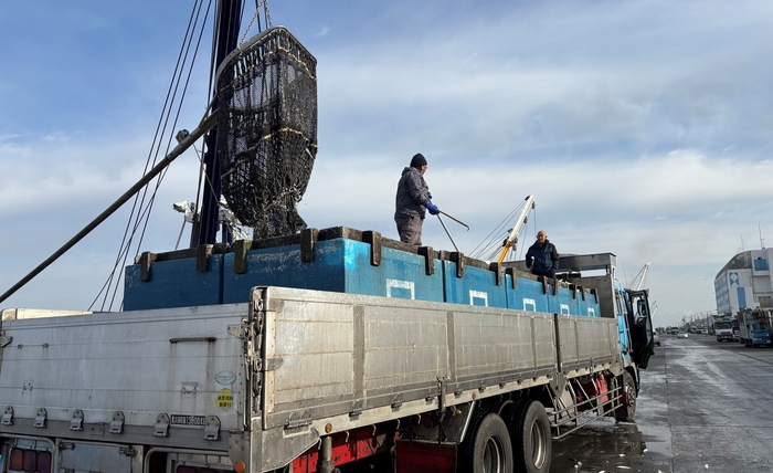トラックへ直接水揚げされる様子