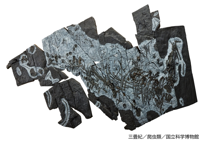 ウタツサウルス(レプリカ)