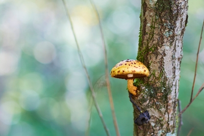 IyOAaGMeE9Ank2mvCiqV.jpg?w=940&h=940