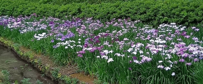 花菖蒲田 (昨年の様子)