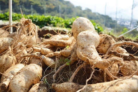 富士産業、独自素材・白甘藷(カイアポ)の機能性表示食品 「空腹時血糖値ケア　カイアポタブレット」が受理