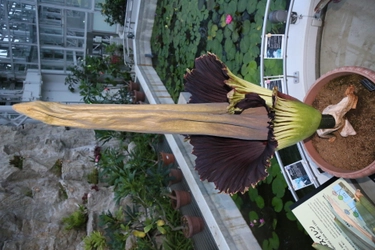 神代植物公園「ショクダイオオコンニャク」が開花間近！夜間公開及び臨時開園のお知らせ