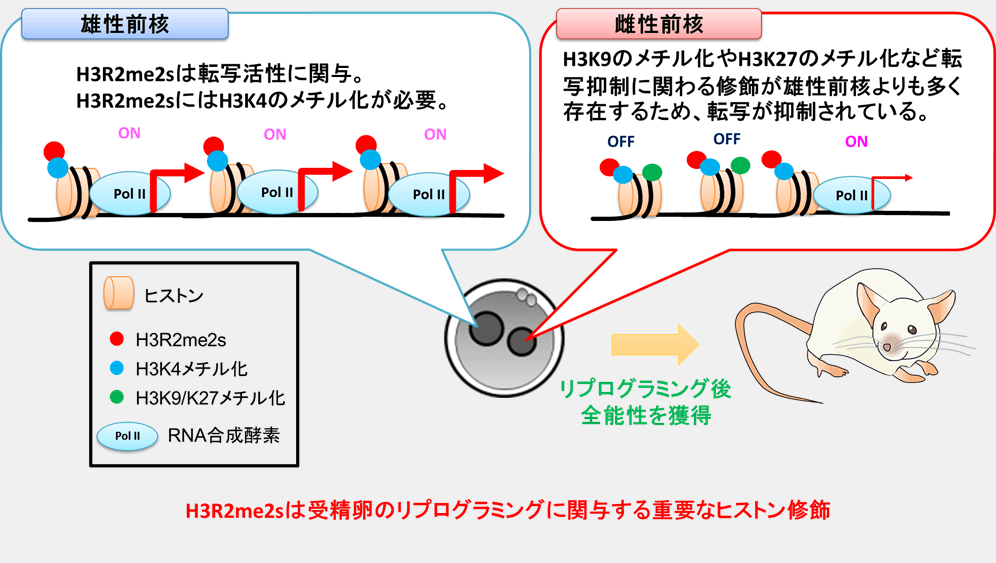 図3 受精卵の雄性前核では、転写活性に関与するH3R2me2sやH3K4のメチル化が存在しているので遺伝子発現が起こっている。一方、雌性ゲノムでは、H3R2me2sもH3K4のメチル化が存在しているが転写活性は低い。雌性前核では、転写抑制に関与するH3の9番目のリシン(H3K9)や27番目のリシン(H3K27)のメチル化が雄性前核よりも多く存在しているため、転写活性が抑えられていると考えられている。