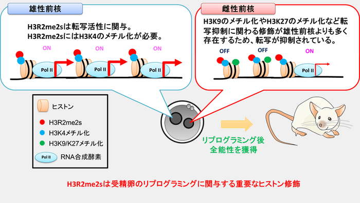 図3 受精卵の雄性前核では、転写活性に関与するH3R2me2sやH3K4のメチル化が存在しているので遺伝子発現が起こっている。一方、雌性ゲノムでは、H3R2me2sもH3K4のメチル化が存在しているが転写活性は低い。雌性前核では、転写抑制に関与するH3の9番目のリシン(H3K9)や27番目のリシン(H3K27)のメチル化が雄性前核よりも多く存在しているため、転写活性が抑えられていると考えられている。