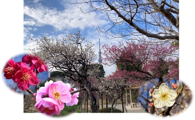 【向島百花園】2/8 (土)～3/3 (日)「梅まつり」開催　～梅花彩る江戸花屋敷～